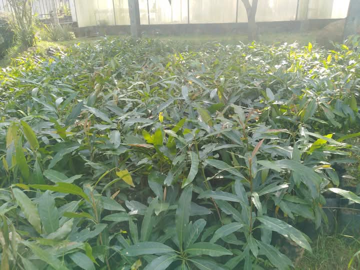 FB_IMG_1736833140251